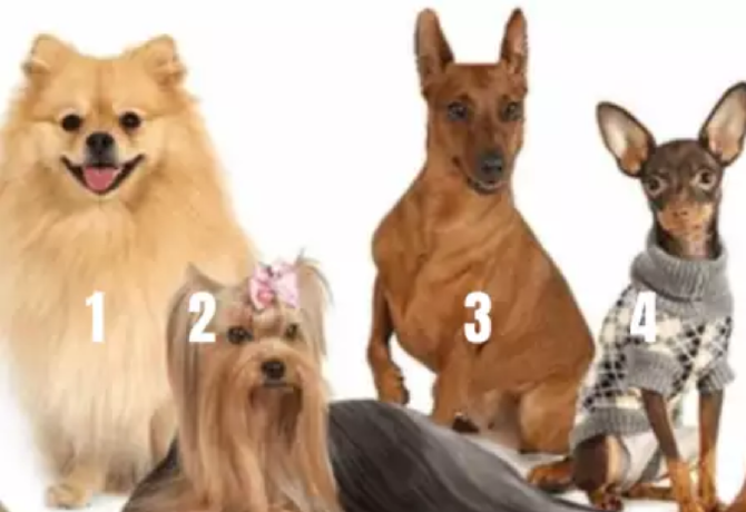 Melyik kutyát választod? Elmondja, melyik 3 tulajdonság rád a legjellemzőbb