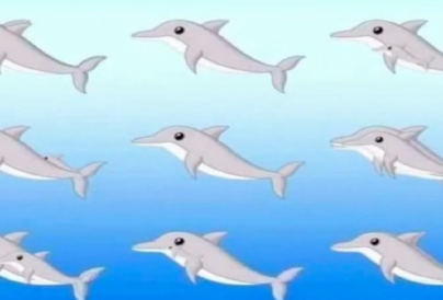 10-ből 1 ember látja csak az összes delfint a képen