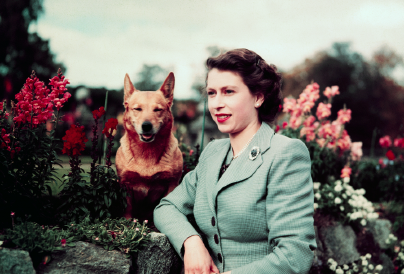 Most mindenkit az érdekel, hogy mi lesz Erzsébet királynő imádott kutyáinak a sorsa