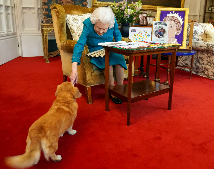 Vilmos herceg elárulta, hogyan viselkednek Erzsébet királynő kutyái a tragédia után