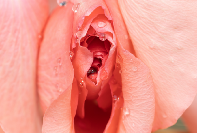 Kiderült: a rózsa vibrátor jobb, mint az orális szex