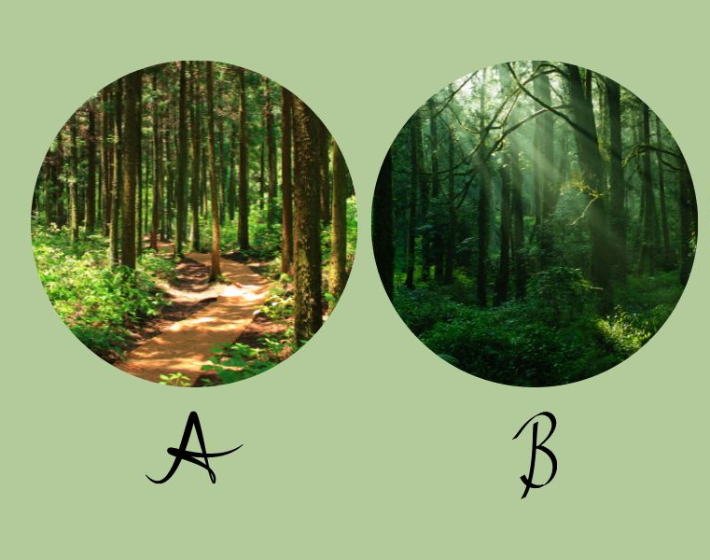Melyik erdőt választod? Elárulja, mennyire irányítanak az érzelmeid