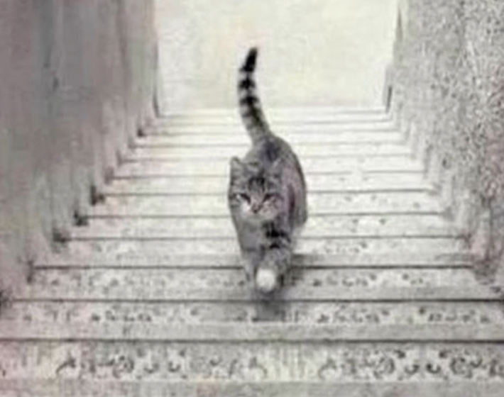 Személyiségteszt: ez a macska megmutatja, mit vársz az élettől