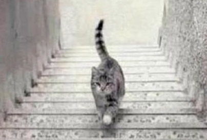 Személyiségteszt: ez a macska megmutatja, mit vársz az élettől