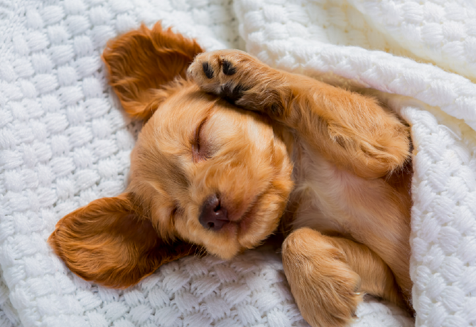 Szaporán veszi a levegőt alvás közben a kiskutyád? Nagy bajt jelezhet
