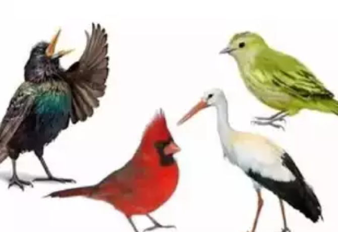 Melyik madarat választod? Elárulja, amit még magad előtt is titkolsz