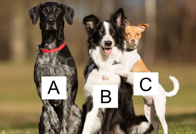 Melyik kutyát választod? Elárulja, mennyire vállalsz felelősséget