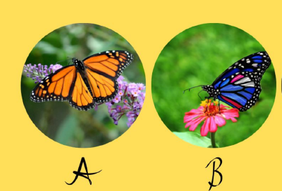 Melyik pillangót választod? Elárulja, hogyan gondolkodsz 